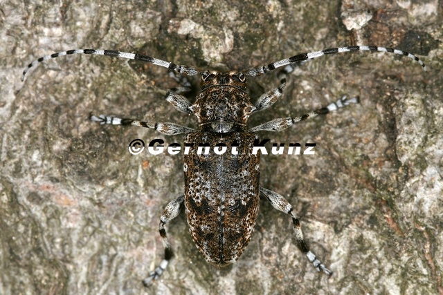 Aegomorphus clavipes  Scheckenbock 1 2 001