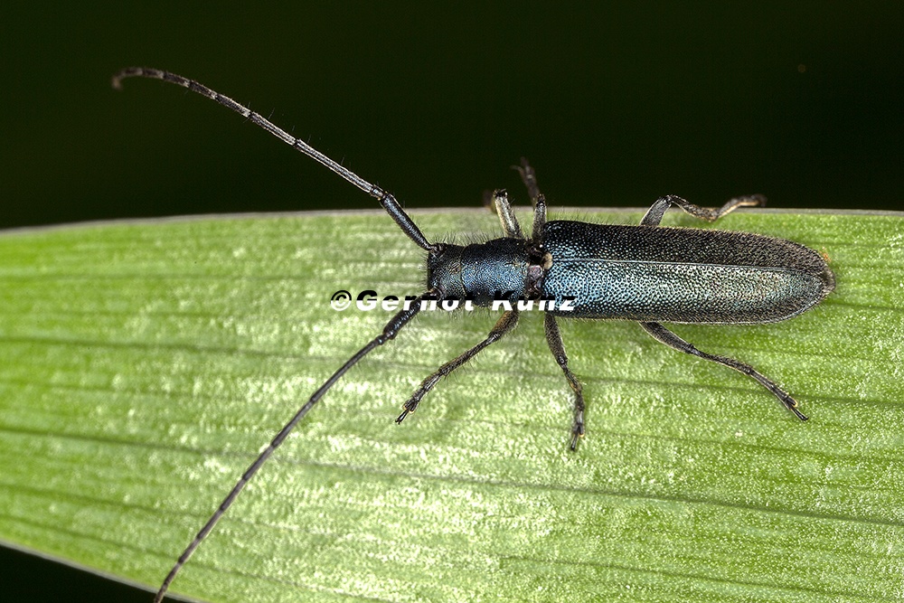 Agapanthia intermedia  Langhaariger Scheckhornbock 2 2