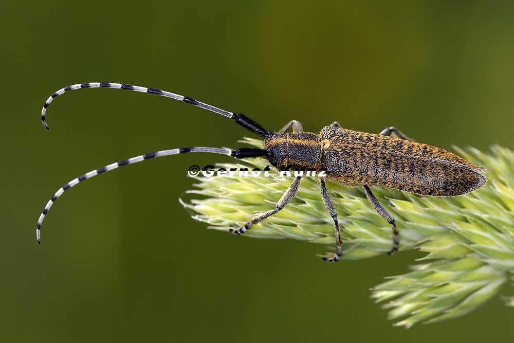 Agapanthia villosoviridescens  Distelbock 1 2v 001