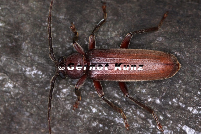 Arhopalus  Criocephalus  rusticus  Dunkelbraune Halsgrubenbock  1 2v