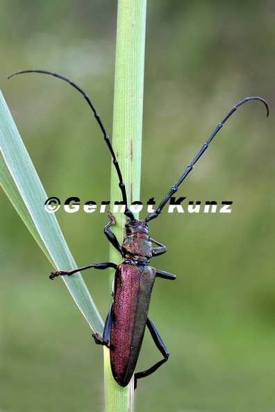 Aromia moschata  Moschusbock 1 2