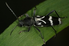 Chlorophorus figuratus 1 2
