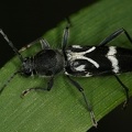 Chlorophorus figuratus 1 2