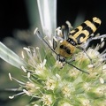 Chlorophorus varius  Ver nderlicher Widderbock 1 2