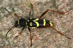 Cerambycidae (Bockkäfer)