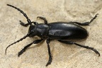 Dorcadion aethiops 3 2