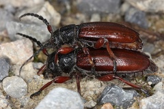 Dorcadion fulvum 1 2