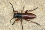 Dorcadion fulvum  Braunroter Erdbock 3 2