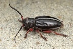 Dorcadion pedestre  Rotbeiniger Erdbock 1 2