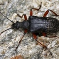 Evodinus clathratus  Fleckenbock 1 2
