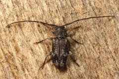 Exocentrus adspersus  Wei  gefleckter Wimpernhornbock 4 2
