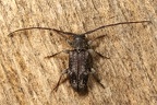 Exocentrus adspersus  Wei  gefleckter Wimpernhornbock 4 2