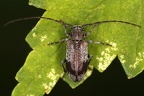 Exocentrus punctipennis 3 2