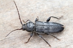 Hylotrupes baiulus  Hausbock 1 2