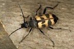 Judolia cerambyciformis  Gefleckte Bl  tenbock 6 2