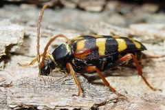 Leptura aurulenta1