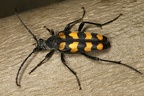 Leptura quadrifasciata  Vierbindige Schmalbock 1 3