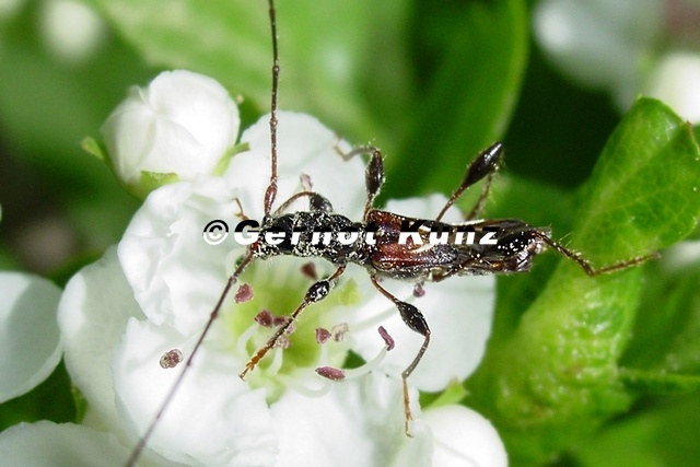 Molorchus_minor_4_2.jpg