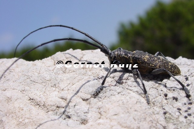 Monochamus_sutor4.JPG