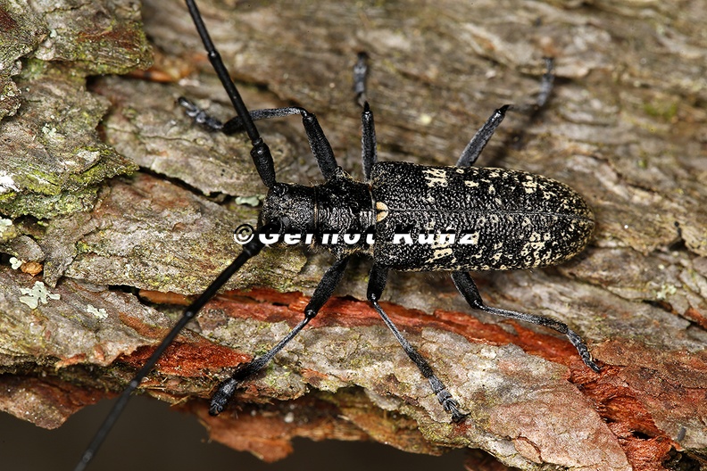 Monochamus_sutor__Schusterbock_M12.jpg