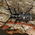 Monochamus sutor  Schusterbock M12