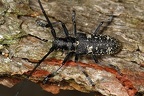 Monochamus sutor  Schusterbock M12