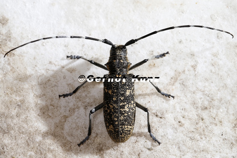 Monochamus_sutor__Schusterbock_W5_2.jpg