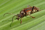Oxymirus cursor 1 