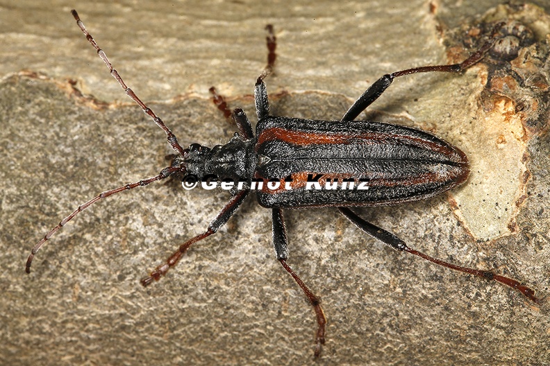 Oxymirus_cursor__Schulterbock_W6_2.jpg