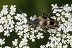 Pachyta quadrimaculata  Gelber Vierfleckbock 1 2