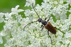 Paracorymbia maculicornis 2 2