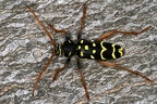 Plagionotus arcuatus  Eichenwidderbock 9 2