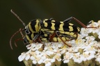 Plagionotus floralis Kopula 1 2