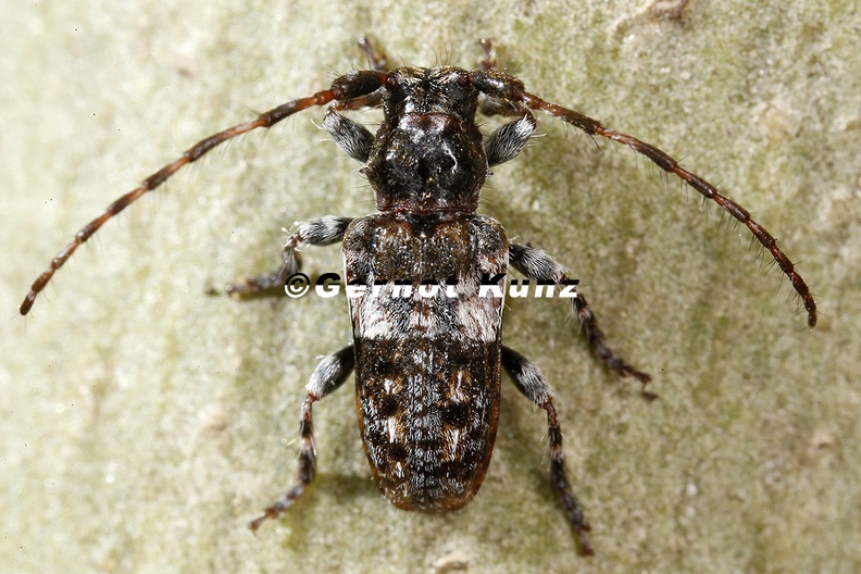 Pogonocherus_fasciulatus__Weissbindiger_Wimperbock_2_2.jpg
