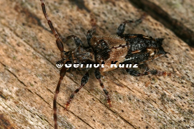 Pogonocherus_hispidus__Doppeldorniger_Wimperbock_1_2.jpg