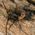 Pogonocherus hispidus  Doppeldorniger Wimperbock 1 2