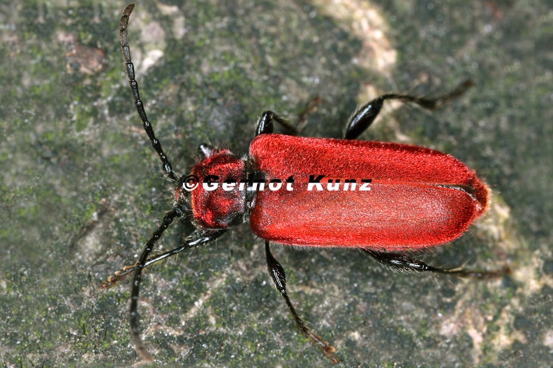 Pyrrhidium sanguineum  Rothaarbock 8 2