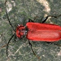 Pyrrhidium sanguineum  Rothaarbock 8 2