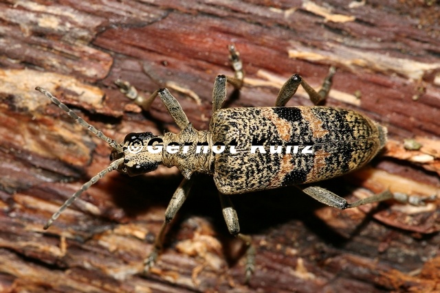 Rhagium mordax 3 2