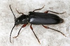 Ropalopus femoratus  Mattschwarzer Scheibenbock 8 2