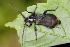 Ropalopus ungaricus  Ungarischer Ahornbock 1 2