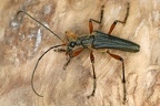 Stenocorus meridianus  Variabler Stubbenbock 1 2