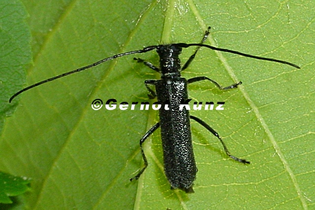 Stenostola ferrea 1 2