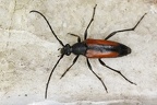 Stenurella melanura  Kleiner Schmalbock W8 2