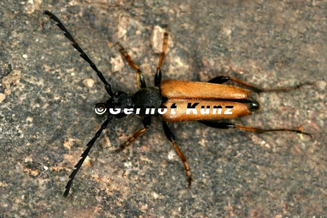 Stictoleptura rubra  Rothaarbock M1 3