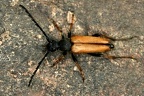 Stictoleptura rubra  Rothaarbock M1 3