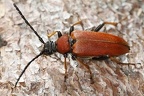 Stictoleptura rubra  Rothaarbock W1 2