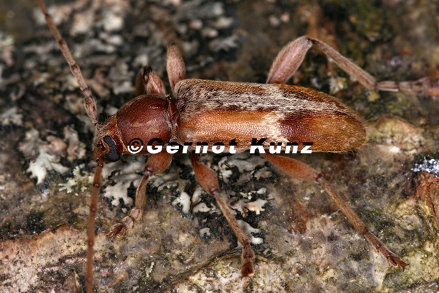 Trichoferus pallidus 1