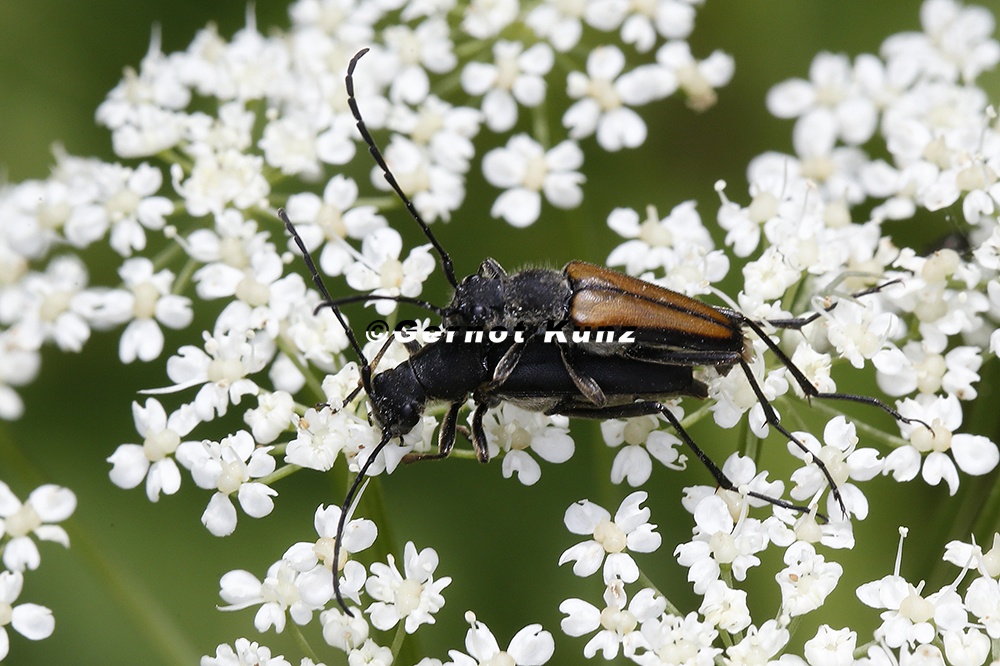 Anastrangalia dubia5 2