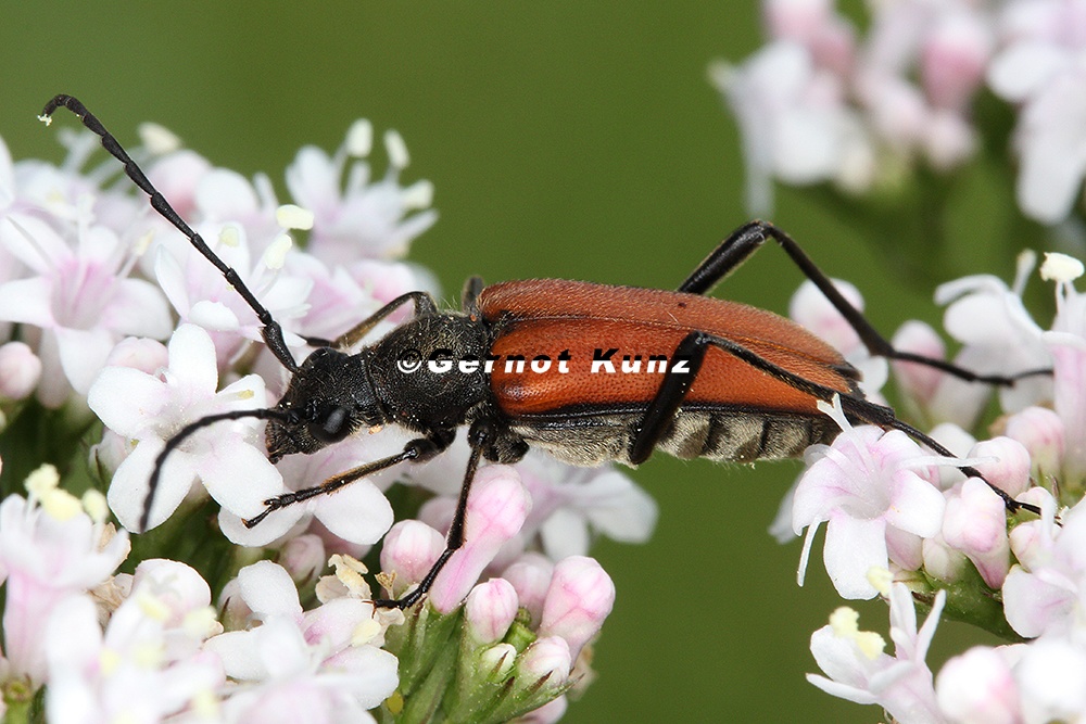 Anastrangalia sanguinolenta 1 2 